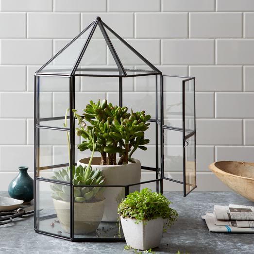 Greenhouse Terrarium Collection west elm