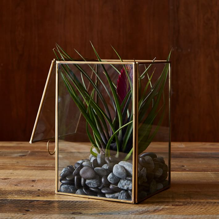 Display Box Terrariums west elm